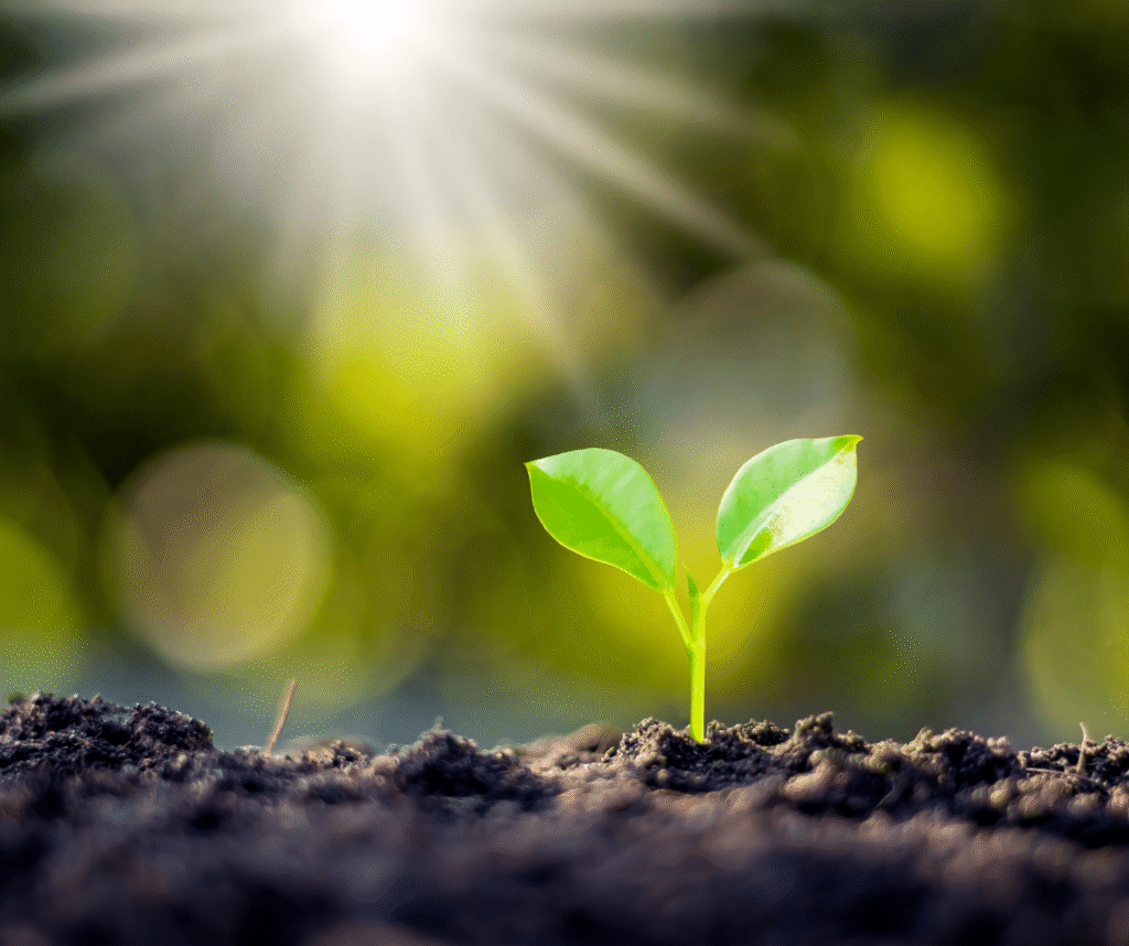 A young plant sprouting from soil, representing the growth of family businesses online with Chrystal M Marketing.