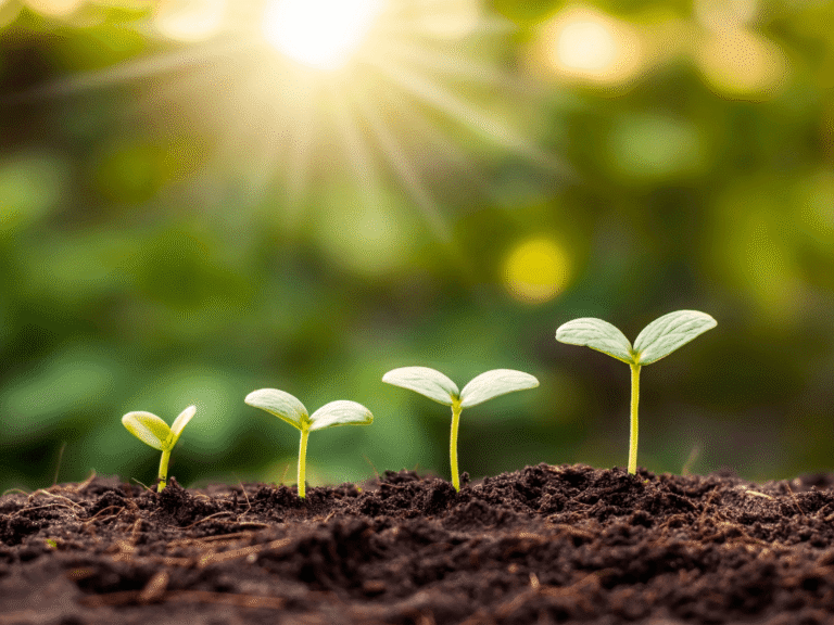 Row of plants growing from soil, representing small business growth with Chrystal M Marketing’s digital marketing agency services in Nova Scotia